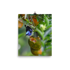 Red-legged Honeycreeper - print
