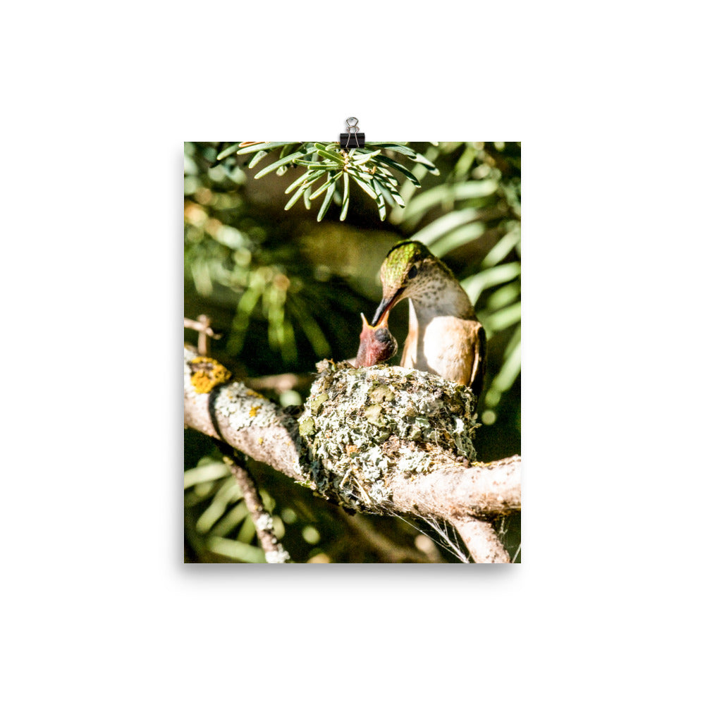 Female hummingbird feeding tiny nestling in nest