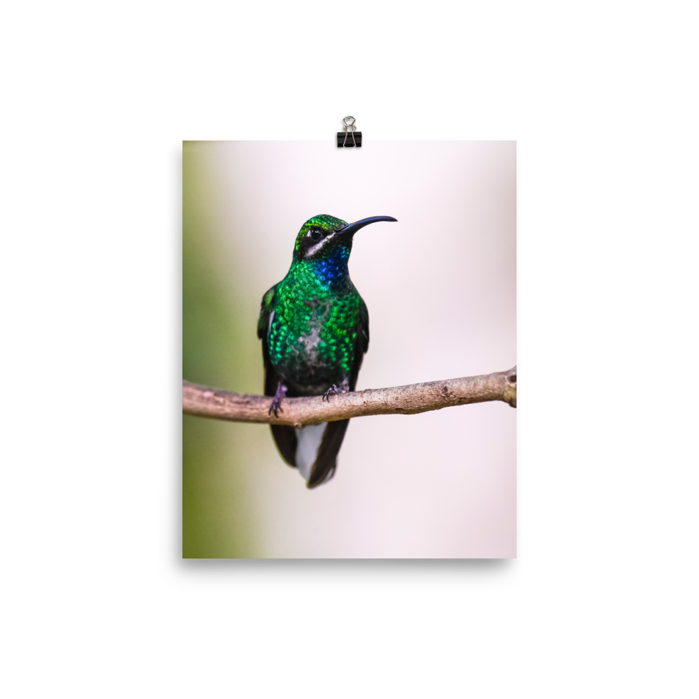Blue-Chinned Sapphire - print