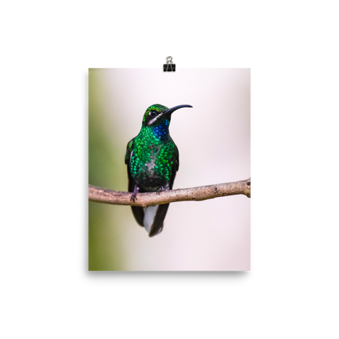 Blue-Chinned Sapphire - print
