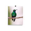 Blue-Chinned Sapphire - print