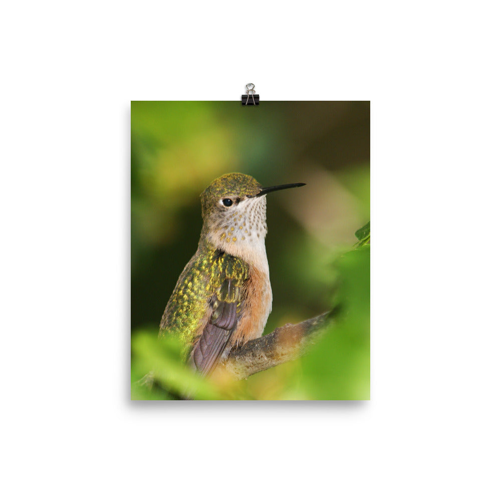Perched Hummingbird in orange with green background