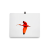 Scarlet Ibis flying to roost - print