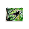 Crested Oropendola - print