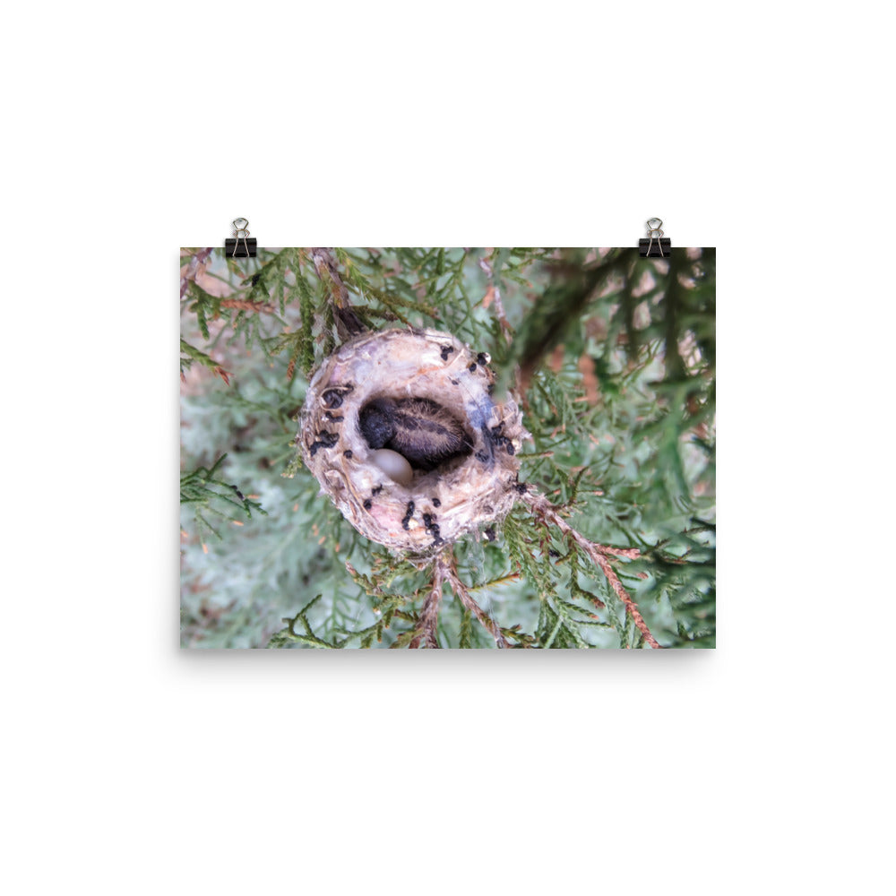 Hummingbird nestling and egg in nest - print
