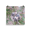 Growing hummingbird baby in nest - print