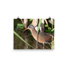 Virginia Rail photo print 1
