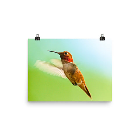 Rufous Hummingbird male, in flight - print