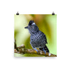 Barred Antshrike - print