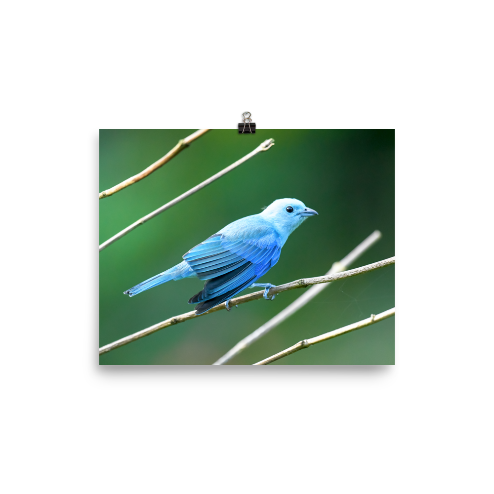 Blue-grey Tanager - print