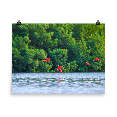 Scarlet Ibis flying low toward their roosting island - print