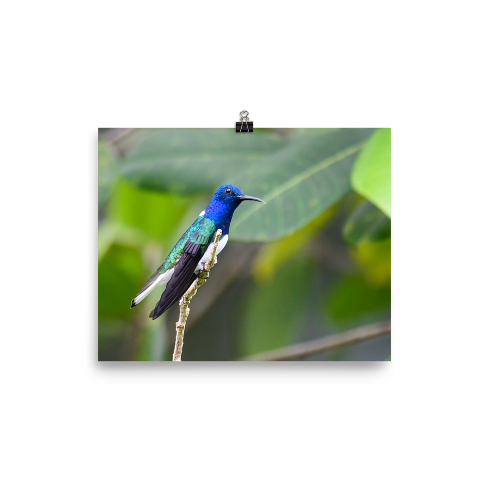 White-necked Jacobin - print
