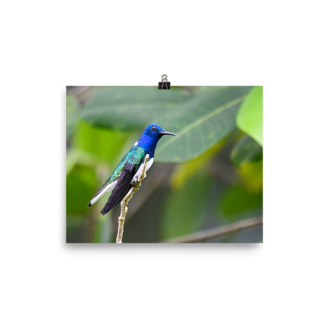 White-necked Jacobin - print