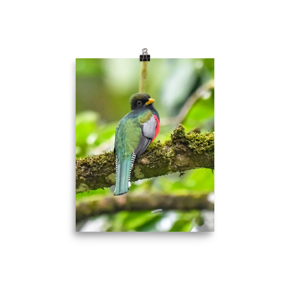Collared Trogon print