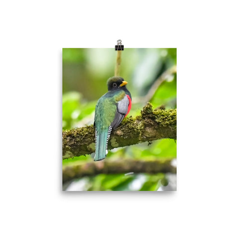 Collared Trogon print
