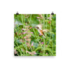 Broadtailed Hummingbird in the flowers - print