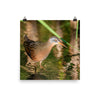 Virginia Rail print 3