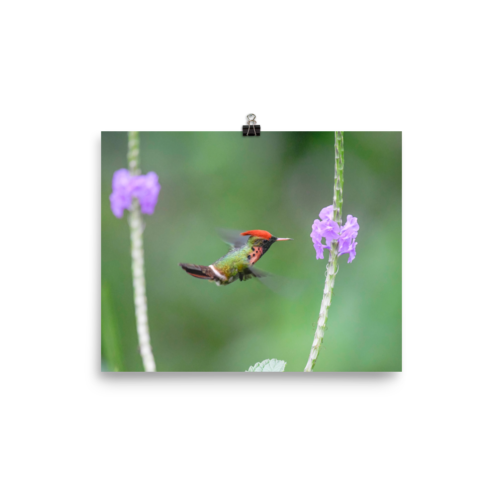 Tufted Coquette Male hovering at flower - print