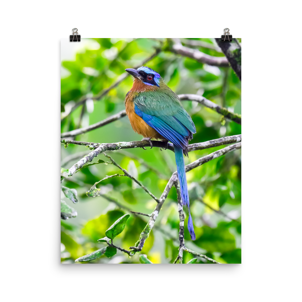 Blue-crowned Motmot-print