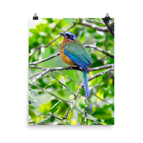 Blue-crowned Motmot-print