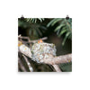 Baby hummingbirds in nest - print