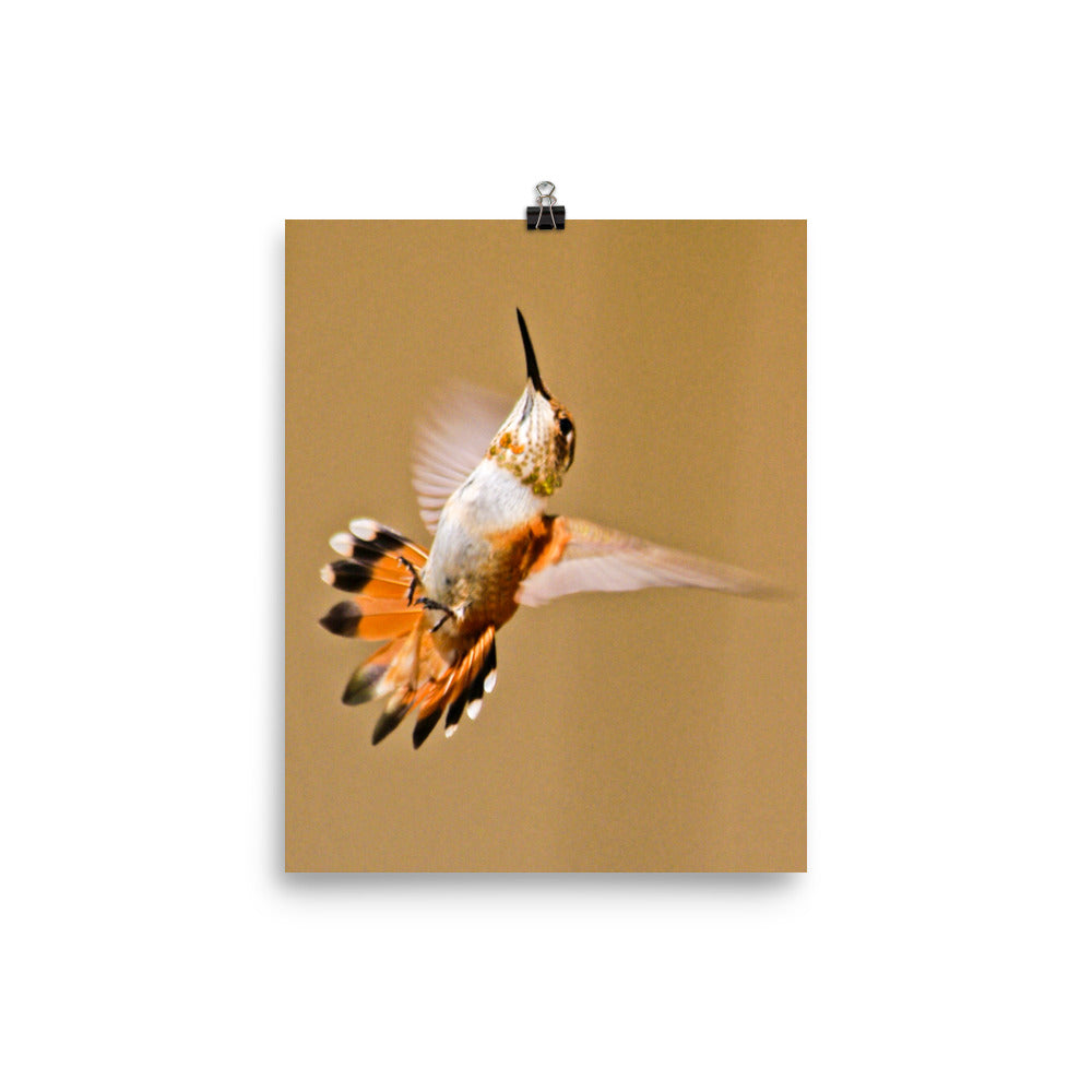 Orange tailed hummingbird wings flared on ecru background