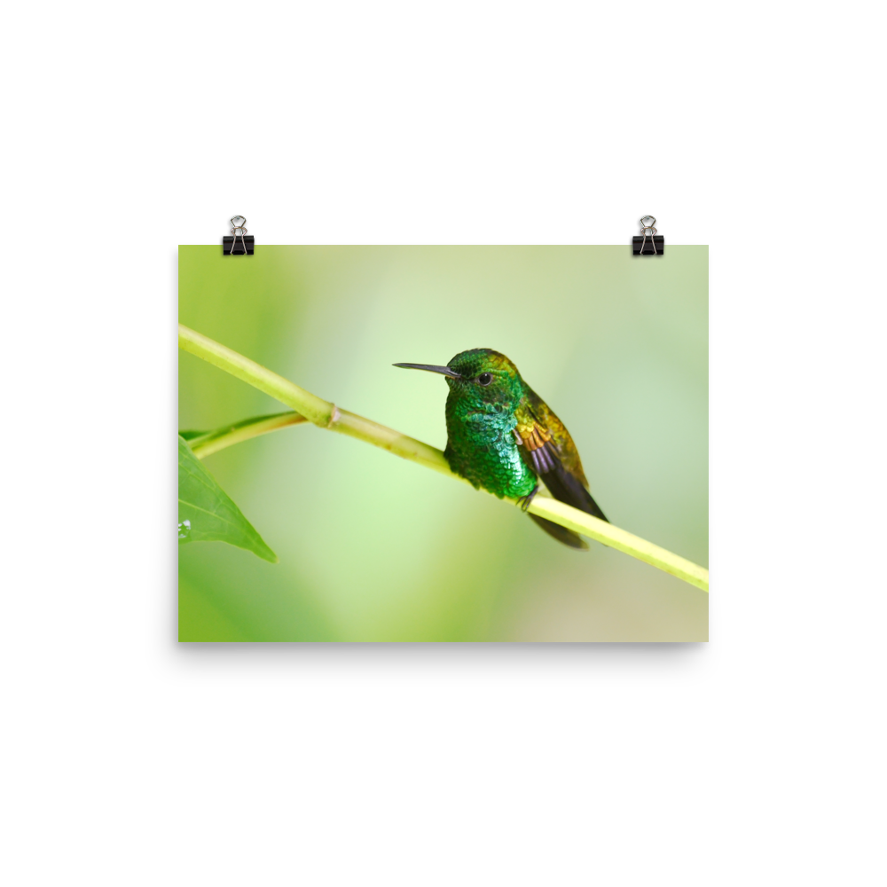 Copper-rumped Hummingbird - print