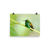 Copper-rumped Hummingbird - print