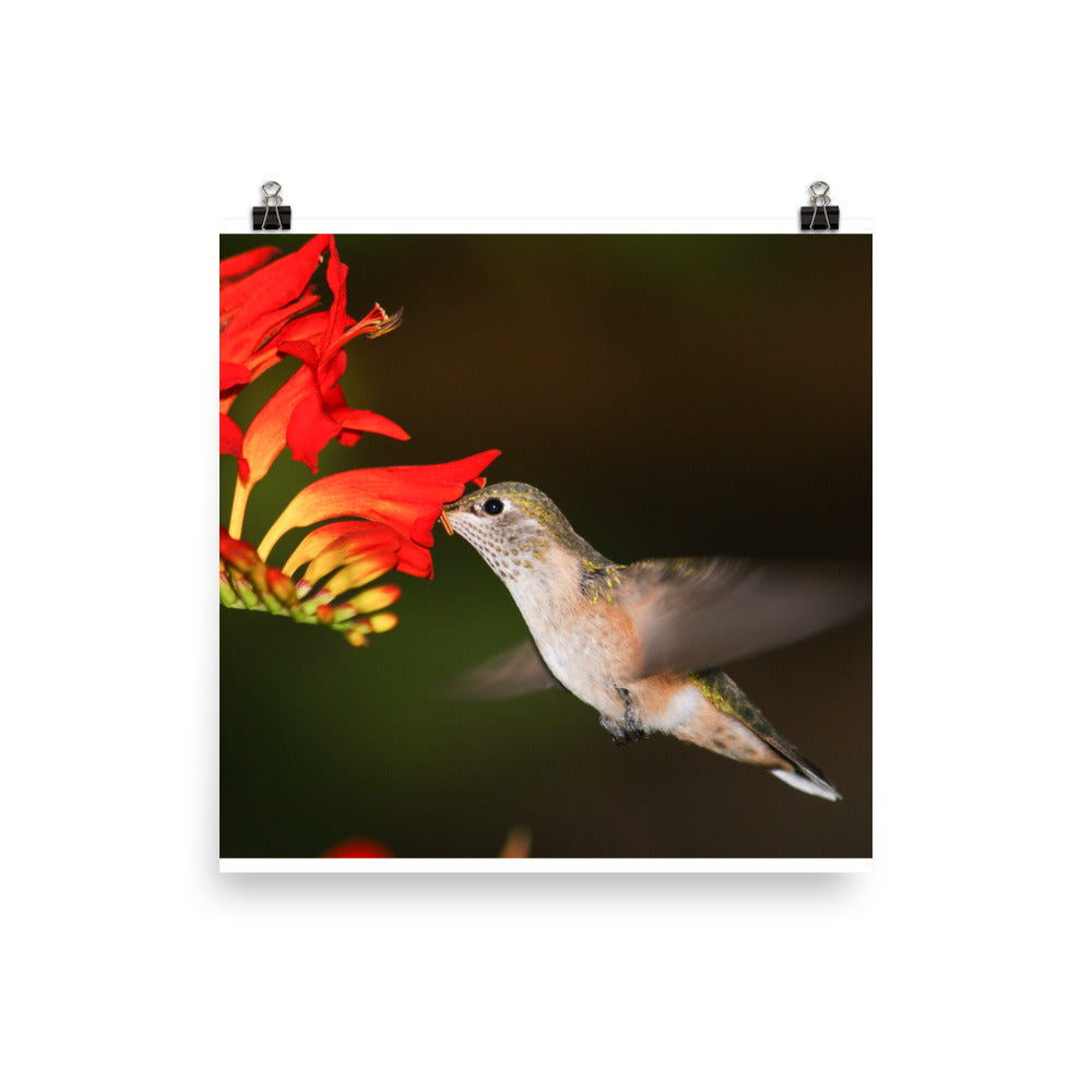 This Broad-tailed Hummer likes the Lucifer Plant as much as I do