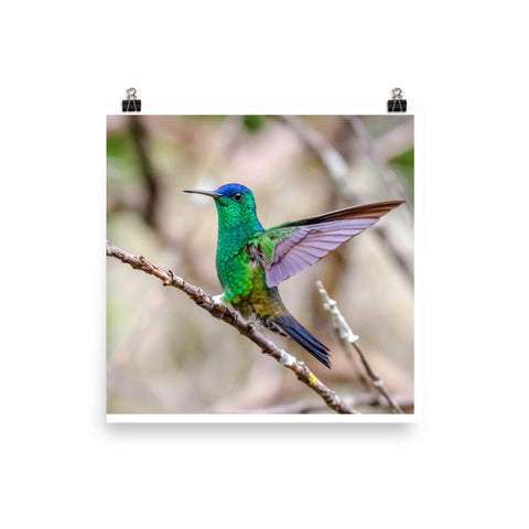 Indigo-capped Hummingbird stretches his wings