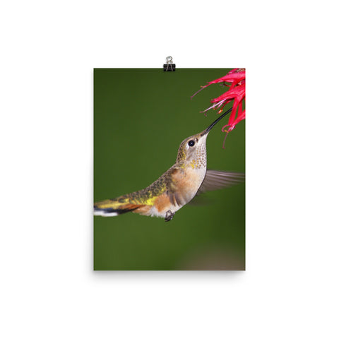 Graceful Broad-tailed Hummingbird sips from Monarda