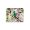 Indigo-capped Hummingbird stretches his wings