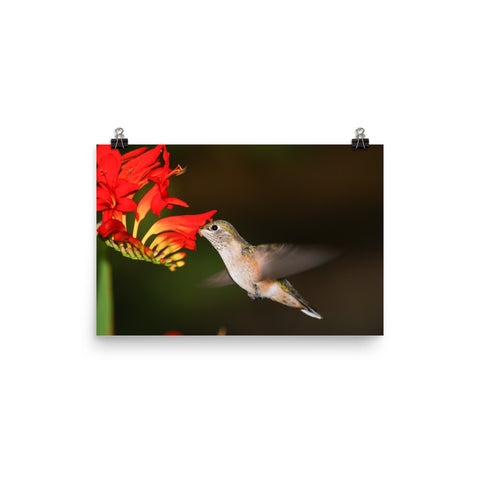 This Broad-tailed Hummer likes the Lucifer Plant as much as I do