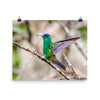 Indigo-capped Hummingbird stretches his wings