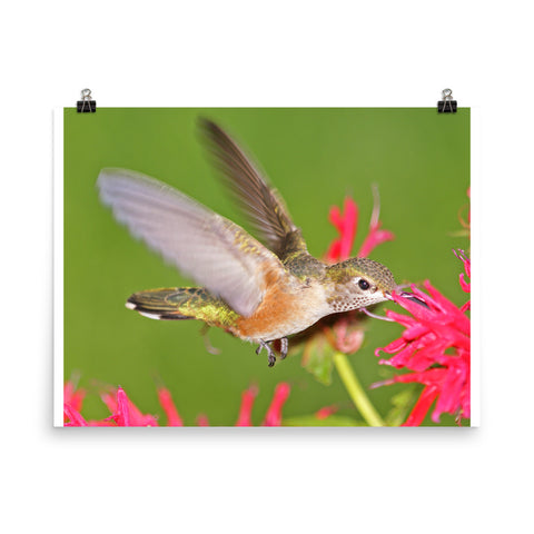 Broad-tailed Hummingbird hovers at Monarda