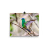 Indigo-capped Hummingbird stretches his wings