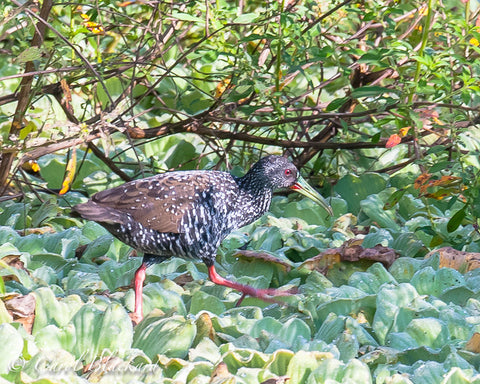 Spotted walking rail bird