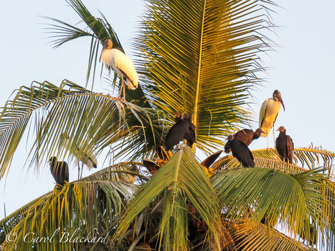 Storks and vultures in palm tree
