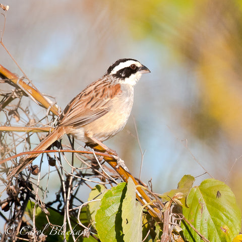 Black and white headed bird on branch