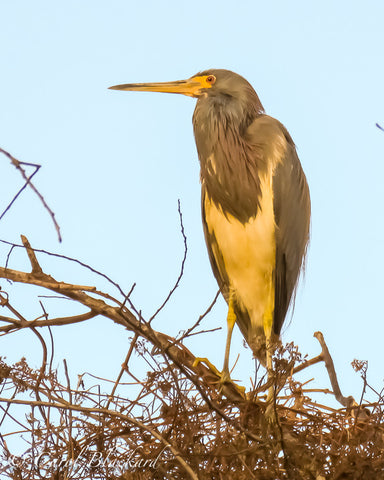 Large blue and white heron with long bill.