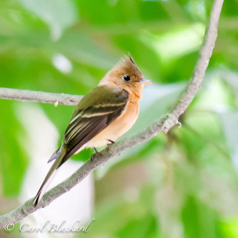 Green-backed tufted bird on twig