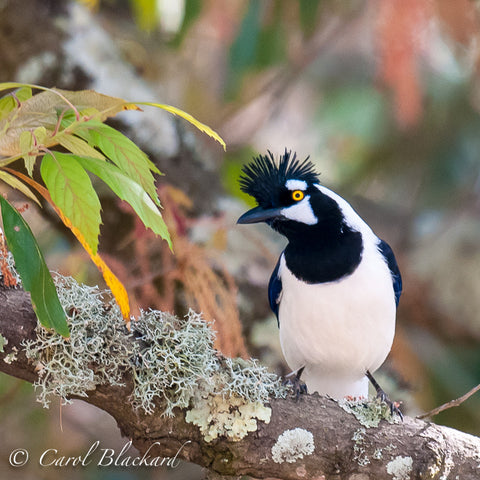 Square image close-up of tufted jay