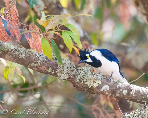 Jay leaning forward with tuft up and curious look