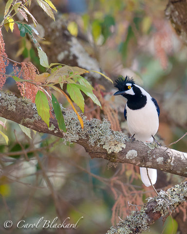Jay with crest and yellow eyes rests on a branch