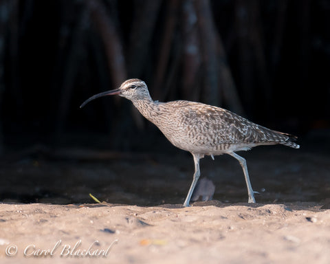 Large shorebird with curved bill.
