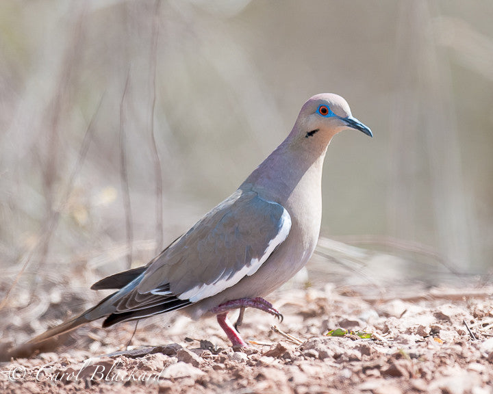 Dove with prominent white wing stripe