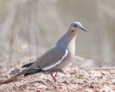 Dove with prominent white wing stripe