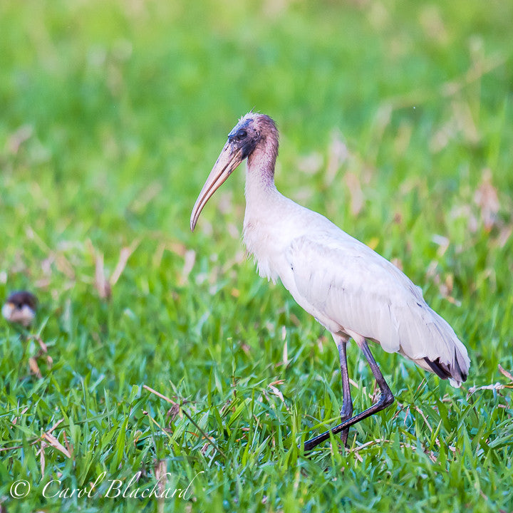 Large white stork walking.