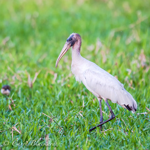 Large white stork walking.
