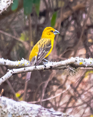 Yellow bird with heavy bill